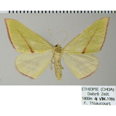 /filer/webapps/moths/media/images/E/extenuata_Chlorerythra_AF_ZSM.jpg