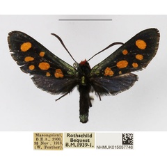 /filer/webapps/moths/media/images/A/auriguttata_Arniocera_A_NHMUK_03.jpg