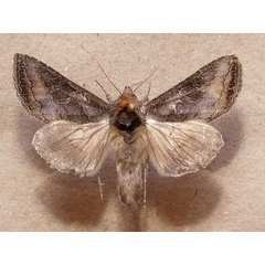 /filer/webapps/moths/media/images/S/spoliata_Trichoplusia_A_Butler_02.jpg