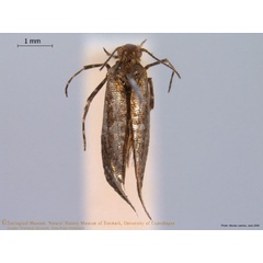/filer/webapps/moths/media/images/A/africana_Digitivalva_HT_ZMUC.jpg