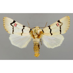 /filer/webapps/moths/media/images/L/libertina_Diaphone_A_RMCA_01.jpg
