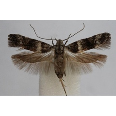 /filer/webapps/moths/media/images/E/eriozona_Anarsia_A_Bidzilya_01.jpg