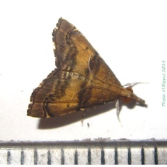 /filer/webapps/moths/media/images/M/mineti_Diplopseustoides_A_Bippus.jpg