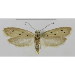 /filer/webapps/moths/media/images/H/hermannstaudei_Ethmia_PTF_MfN.jpg