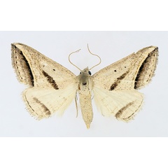 /filer/webapps/moths/media/images/P/proclinata_Marca_AF_TMSA_02.jpg