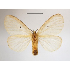 /filer/webapps/moths/media/images/D/dolosa_Marblepsis_AF_MGCLb_03.JPG