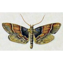 /filer/webapps/moths/media/images/P/pictalis_Pyralis_HT_Curtis-503.jpg