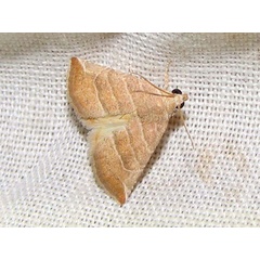 /filer/webapps/moths/media/images/B/baccalix_Eublemma_A_Goff.jpg