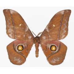 /filer/webapps/moths/media/images/A/anthinoides_Gonimbrasia_AM_Basquina.jpg