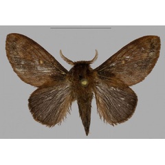 /filer/webapps/moths/media/images/B/barbarae_Pseudometa_PTM_Mueller_01.jpg