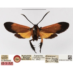 /filer/webapps/moths/media/images/B/basalis_Netrocera_HT_NHMUK.jpg