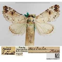/filer/webapps/moths/media/images/S/scitula_Eublemma_AF_NHMUK.jpg