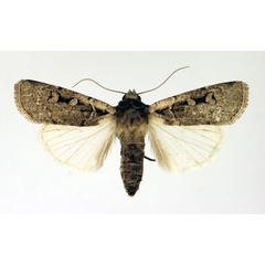 /filer/webapps/moths/media/images/M/medioatra_Mentaxya_AF_Aulombard.jpg