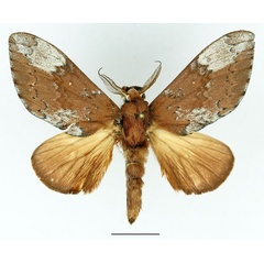 /filer/webapps/moths/media/images/A/argentina_Brachychira_AM_Basquin_02.jpg