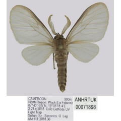 /filer/webapps/moths/media/images/A/asipa_Apisa_HT_ANHRT.jpg