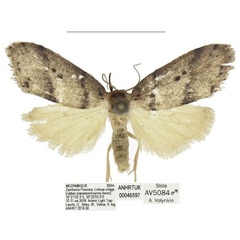 /filer/webapps/moths/media/images/F/fuscostriata_Spatulosia_HT_ANHRT.jpg