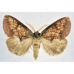 /filer/webapps/moths/media/images/A/argyrophora_Baliopteryx_AM_NHMO.jpg