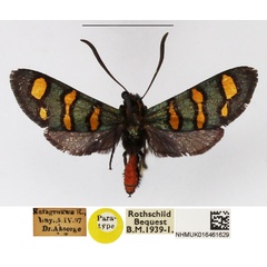 /filer/webapps/moths/media/images/P/poecila_Arniocera_PT_NHMUK_02.jpg