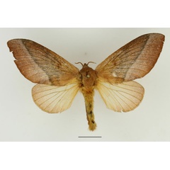 /filer/webapps/moths/media/images/P/philargyria_Pachytrina_AF_Basquin_02.jpg