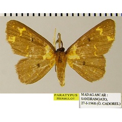 /filer/webapps/moths/media/images/A/aurantibasis_Chrysocraspeda_PTM_ZSMa.jpg