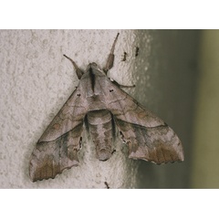 /filer/webapps/moths/media/images/N/numosae_Rufoclanis_A_Roland_01.jpg