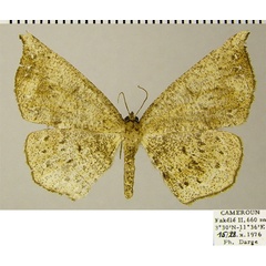 /filer/webapps/moths/media/images/C/cyrtogramma_Geolyces_AF_ZSM.jpg