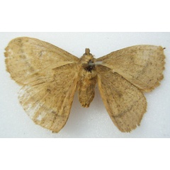 /filer/webapps/moths/media/images/F/fulvia_Lechenopteryx_HT_NHMUKb.jpg