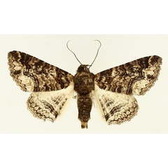 /filer/webapps/moths/media/images/A/atrifusa_Pericyma_AM_TMSA_02.jpg