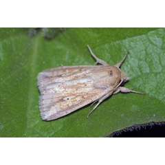 /filer/webapps/moths/media/images/P/pyrausta_Mythimna_A_Jorpeland.jpg