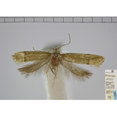/filer/webapps/moths/media/images/Z/zonaea_Aphnogenes__A_NHMUK.jpg
