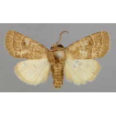 /filer/webapps/moths/media/images/P/pectinifer_Athetis_A_RMCA_01.jpg