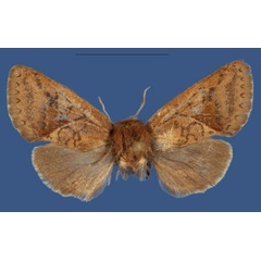 /filer/webapps/moths/media/images/M/mountkenyaensis_Kayamuhakaia_HT_ZSM.jpg