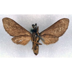 /filer/webapps/moths/media/images/M/monotonia_Anapisa_HT_MNHN_02.jpg