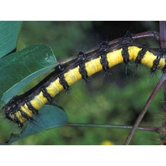 /filer/webapps/moths/media/images/H/herilla_Cyrtogone_C_Wolfe_03.jpg