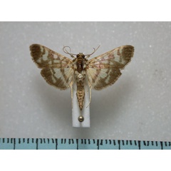 /filer/webapps/moths/media/images/M/margarodes_Pardomima_A_Revell.jpg