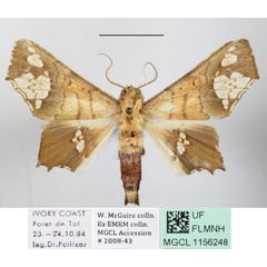 /filer/webapps/moths/media/images/F/fenestrifera_Episparis_A_MGCLa_01.JPG