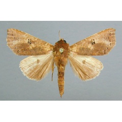 /filer/webapps/moths/media/images/Q/quadripunctata_Scranciola_A_RMCA_02.jpg