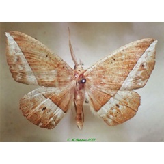 /filer/webapps/moths/media/images/T/tigrinata_Psilocerea_AM_PZBT.jpg