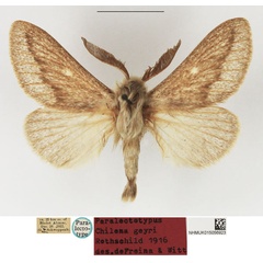 /filer/webapps/moths/media/images/G/geyri_Chilena_PLTM_NHMUK_02.jpg