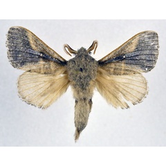/filer/webapps/moths/media/images/N/nigrovittata_Bombycopsis_AM_NHMO_01.jpg