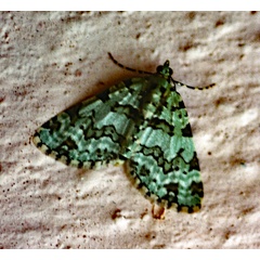 /filer/webapps/moths/media/images/B/bryophillaria_Piercia_A_Roland_01.jpg