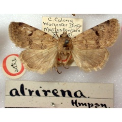 /filer/webapps/moths/media/images/A/atrirena_Caradrina_HT_BMNH.jpg