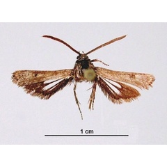 /filer/webapps/moths/media/images/K/khomasana_Echidgnathia_HT_ZSM_01.jpg