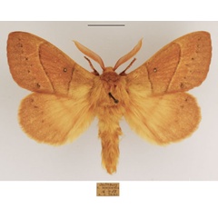 /filer/webapps/moths/media/images/R/rennei_Philotherma_AM_TMSA_03.jpg