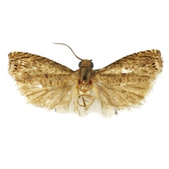 /filer/webapps/moths/media/images/I/incrassa_Fulcrifera_HT_Bassi.jpg