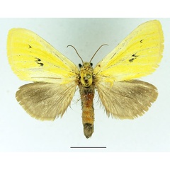 /filer/webapps/moths/media/images/S/spurcata_Antheua_AF_Basquin_01.jpg