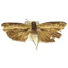 /filer/webapps/moths/media/images/P/primaria_Thylacogaster_HT_Bassi.jpg