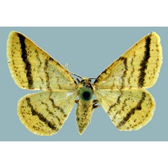 /filer/webapps/moths/media/images/H/Heterostegane_rectistriga_female_ups.jpg