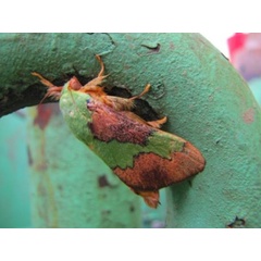 /filer/webapps/moths/media/images/V/vitilena_Latoia_A_Stanton.jpg