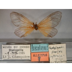 /filer/webapps/moths/media/images/E/erythrocha_Staphylinochrous_AT_RMCA_01.jpg